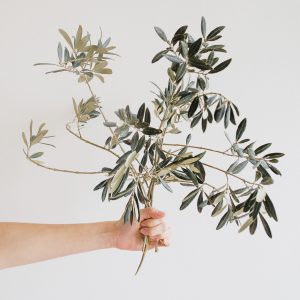 yoga tuscany olive branch